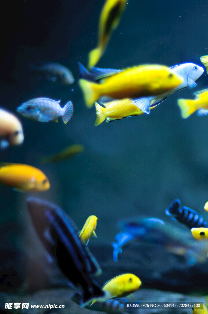 多彩群鱼畅游水族馆