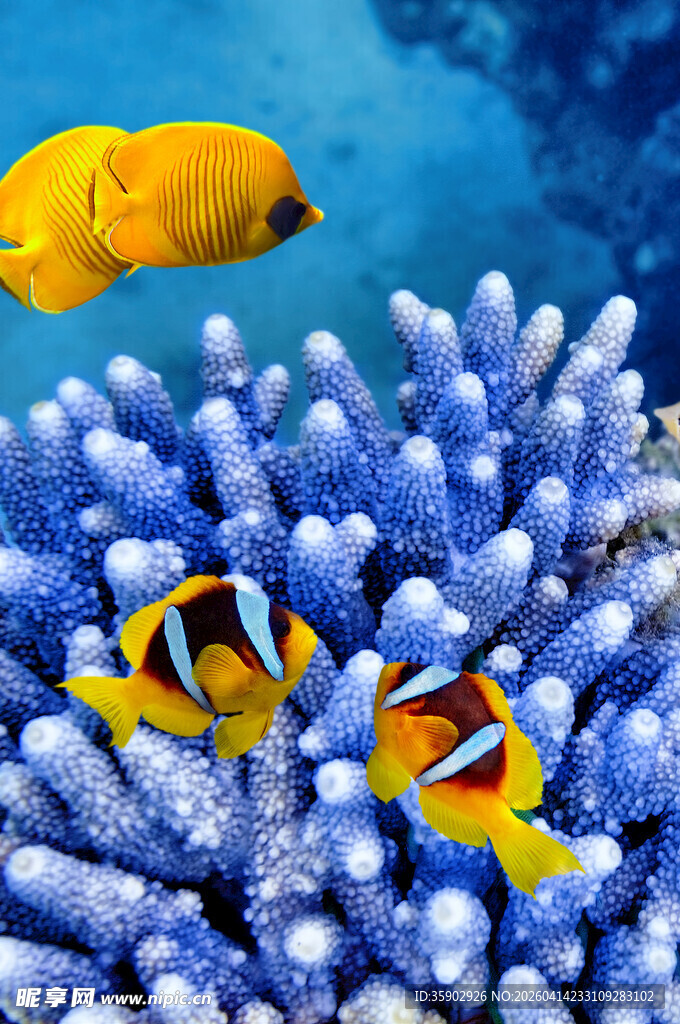 海底珊瑚与缤纷热带鱼