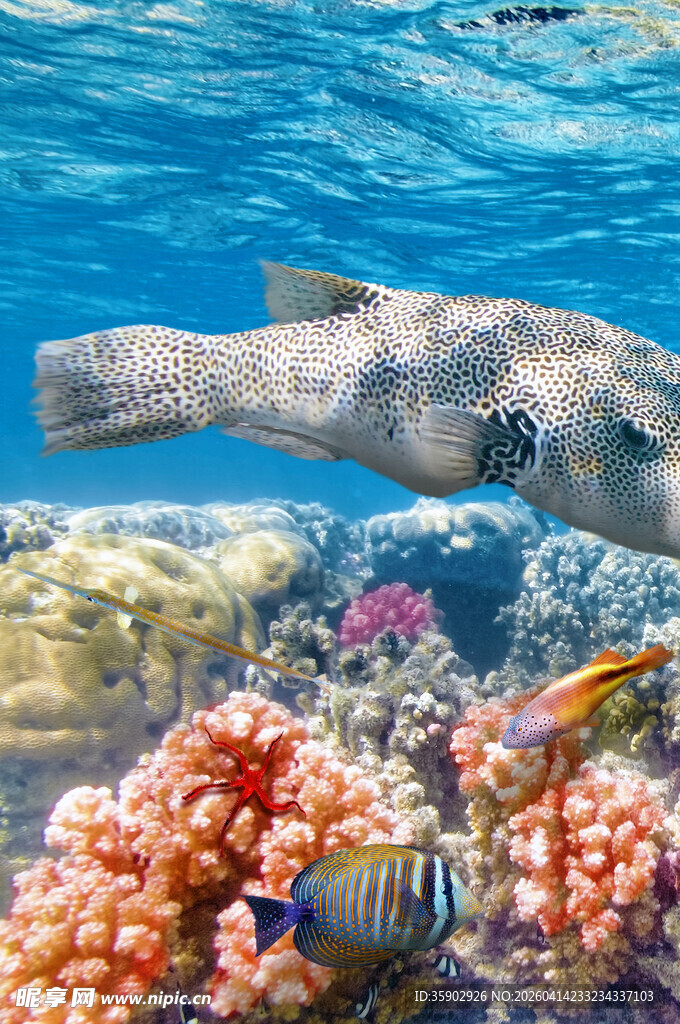 海底鱼群与多彩珊瑚景观