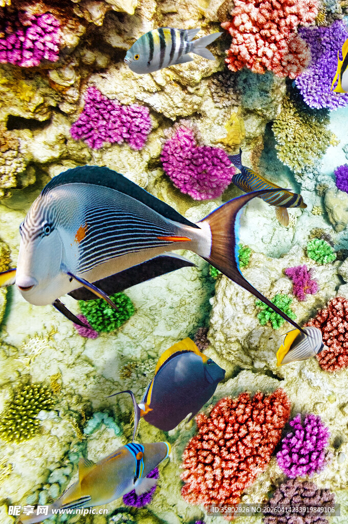 海底五彩鱼类与珊瑚景观