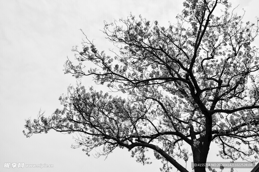 孤独枯树尽显萧瑟意境