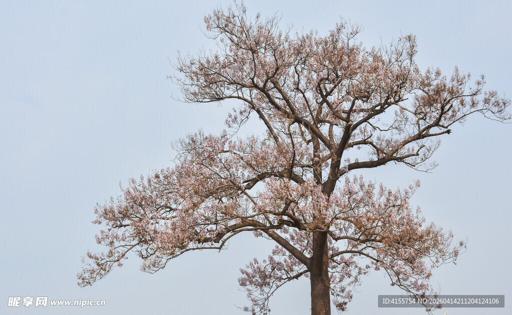 孤树绽放梧桐树