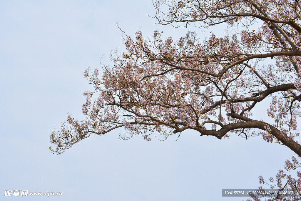 枝头绽新叶浅粉映蓝天