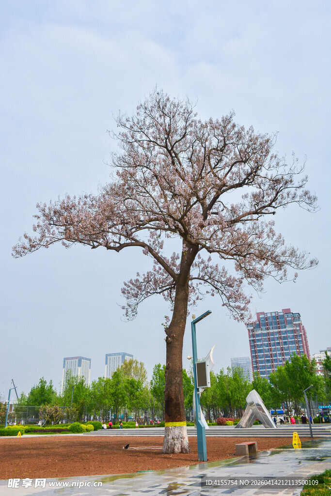 公园中绽放的梧桐树