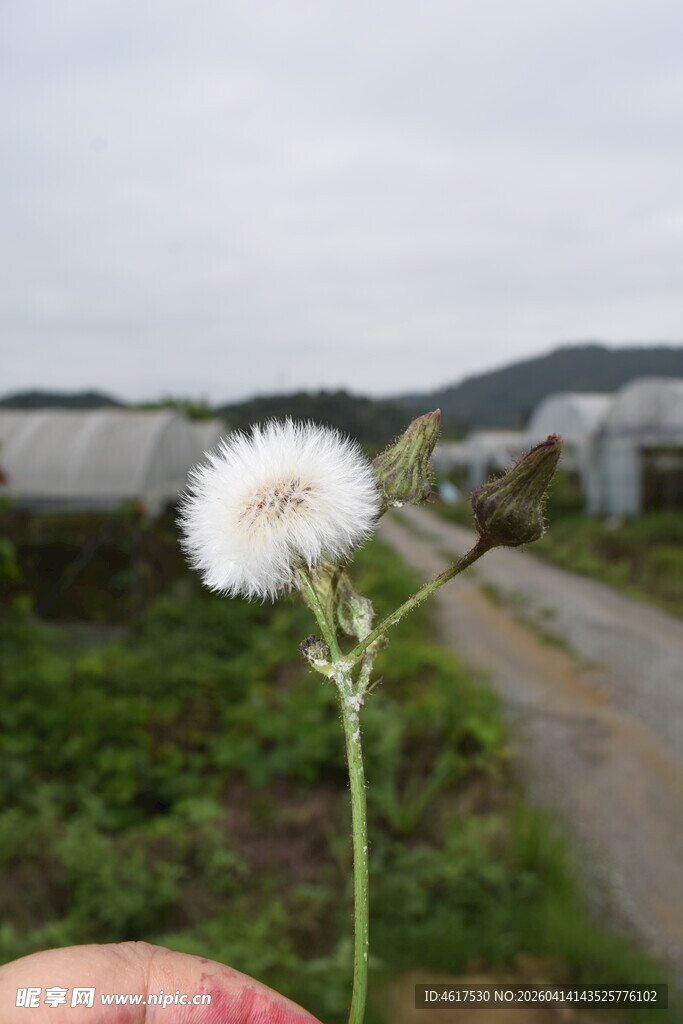 手捧蒲公英田园风光美