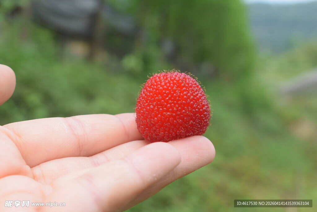 手中的鲜红诱人小果实