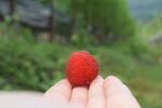 手中鲜红诱人的新鲜杨梅