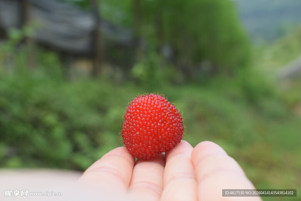手中鲜红诱人的新鲜杨梅