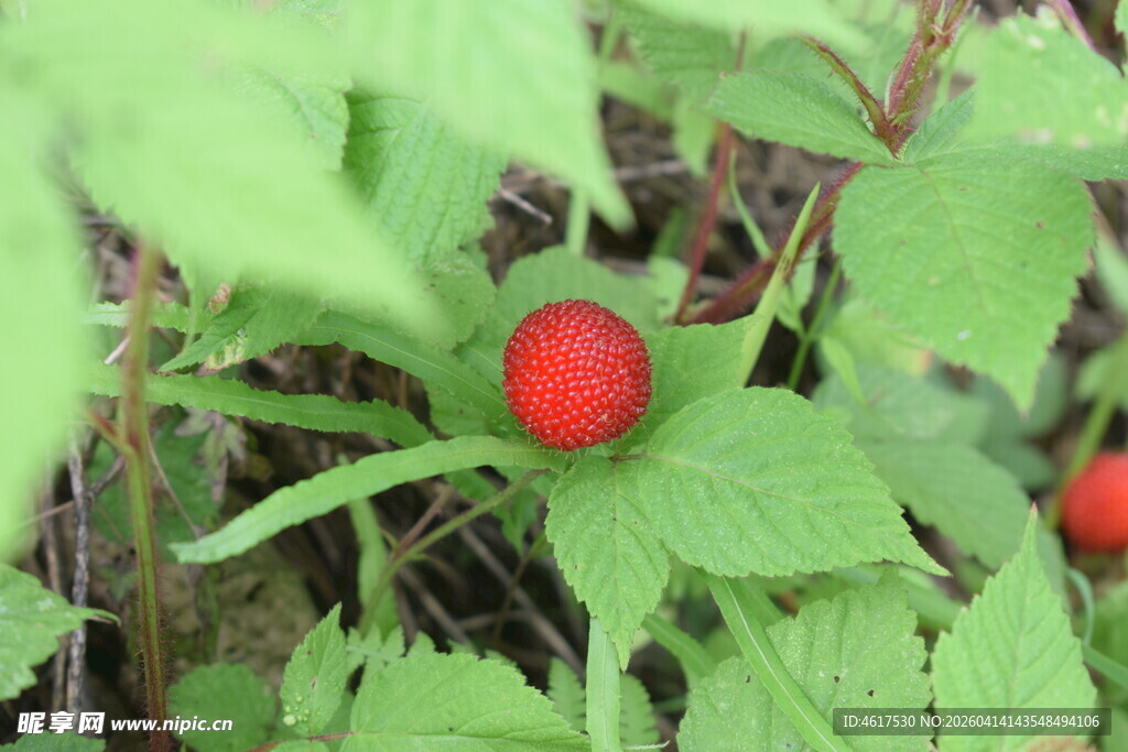 绿叶间的鲜红野果