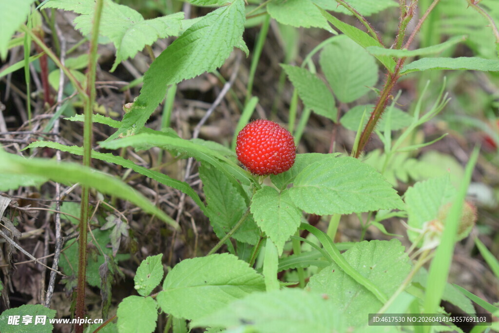 绿叶间的鲜红野果