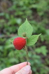 手托鲜美的野生覆盆子