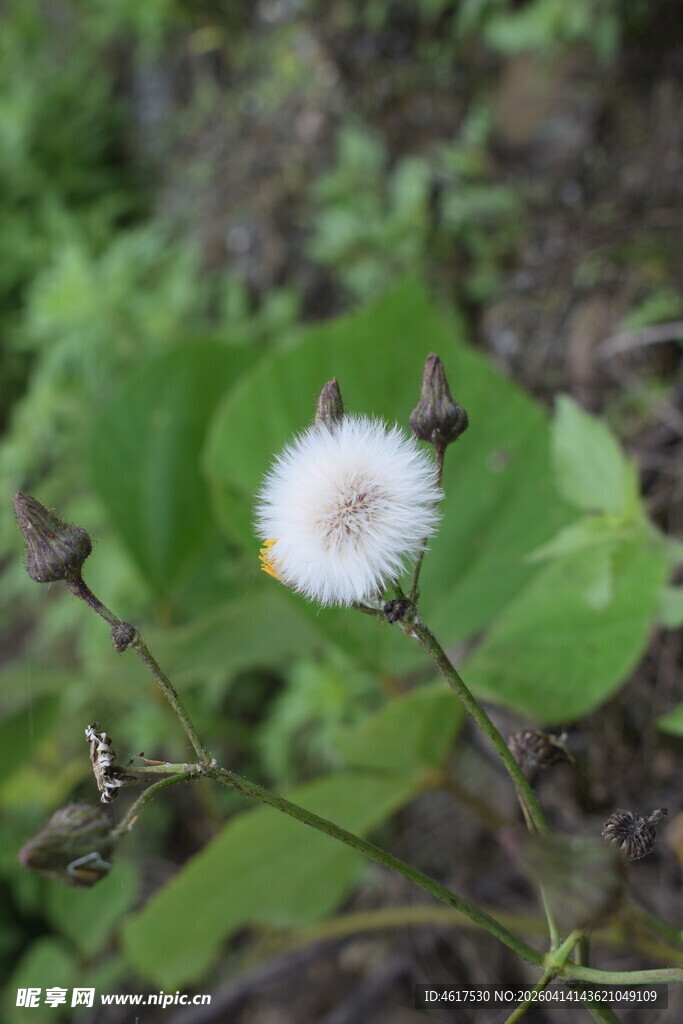 绿叶间的白色绒球小花