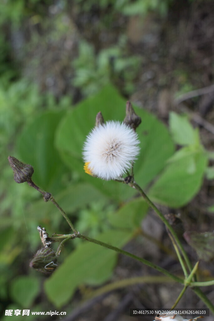 白色绒球小花绿叶相伴