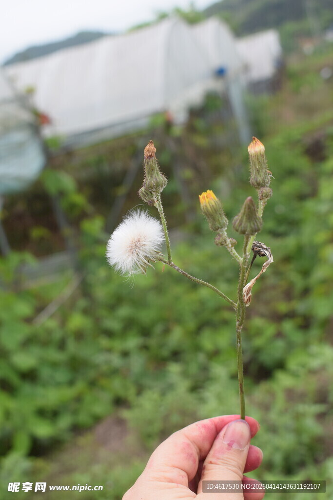 手持枯萎蒲公英特写