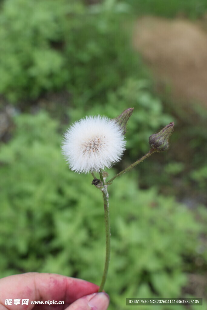 手捧蒲公英特写