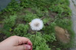 手托蒲公英花朵特写