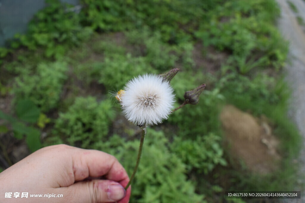 手托蒲公英花朵特写