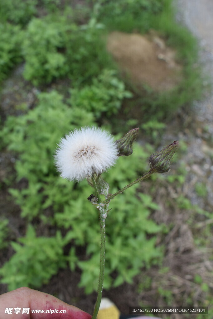 手旁绽放的白色蒲公英