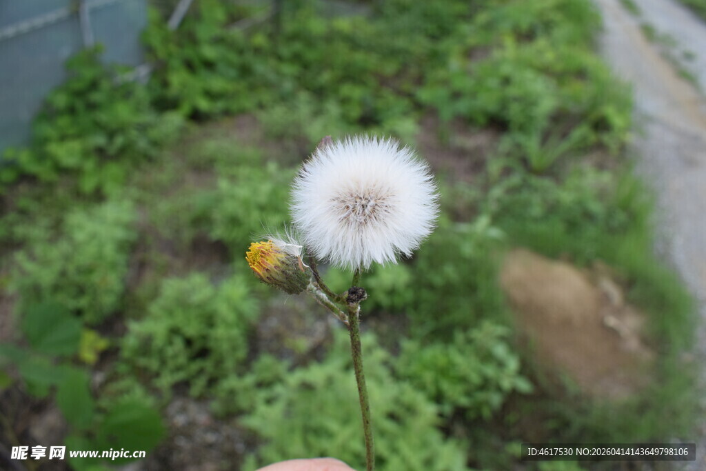 田野中的白色蒲公英