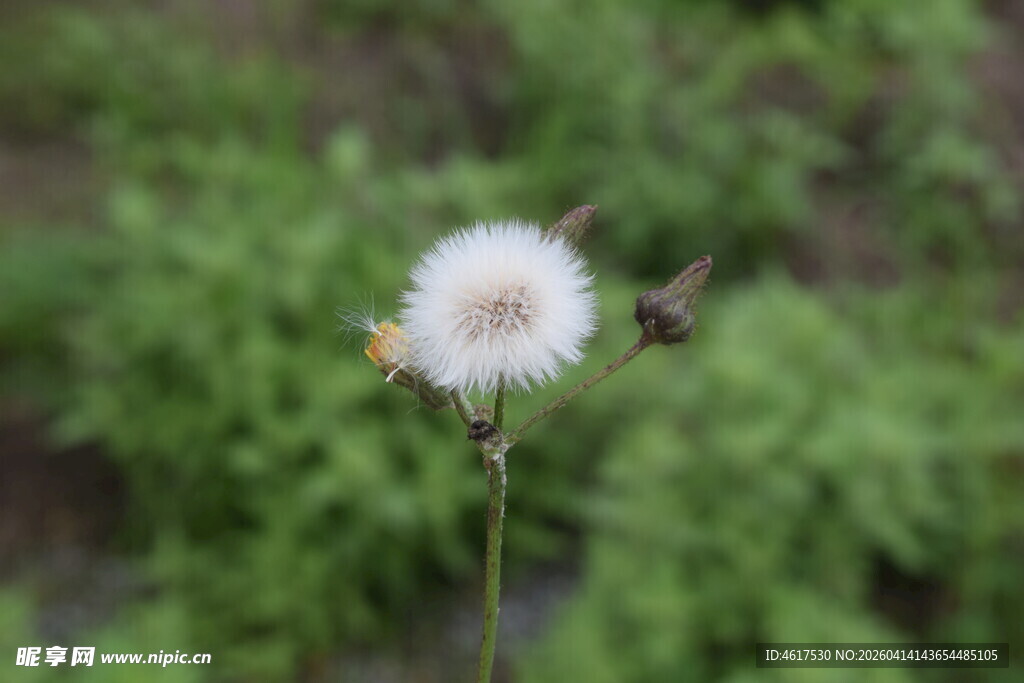 单株蒲公英绽放于绿意中