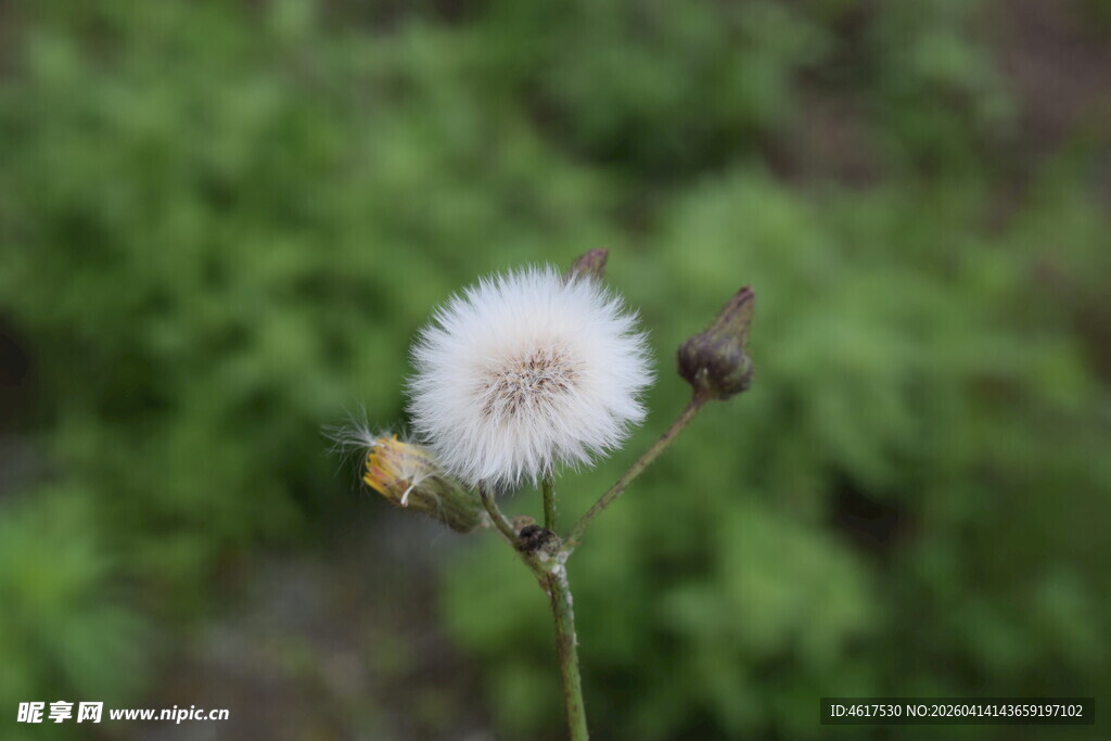 田野中的白色蒲公英