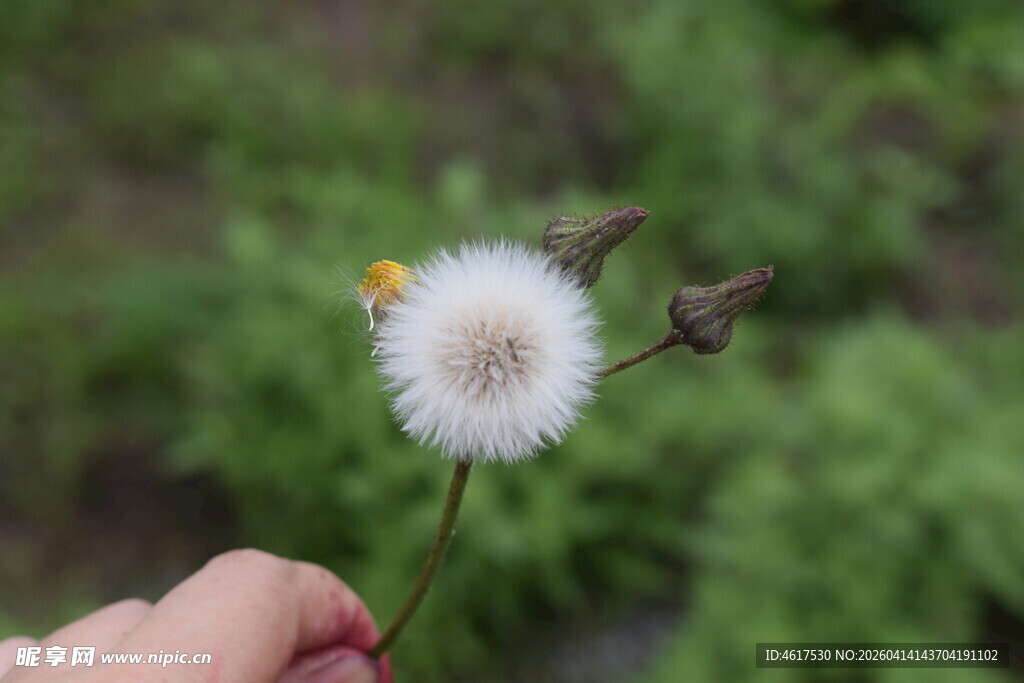 手拿蒲公英特写