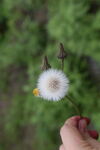 手托蒲公英绿意间的轻柔