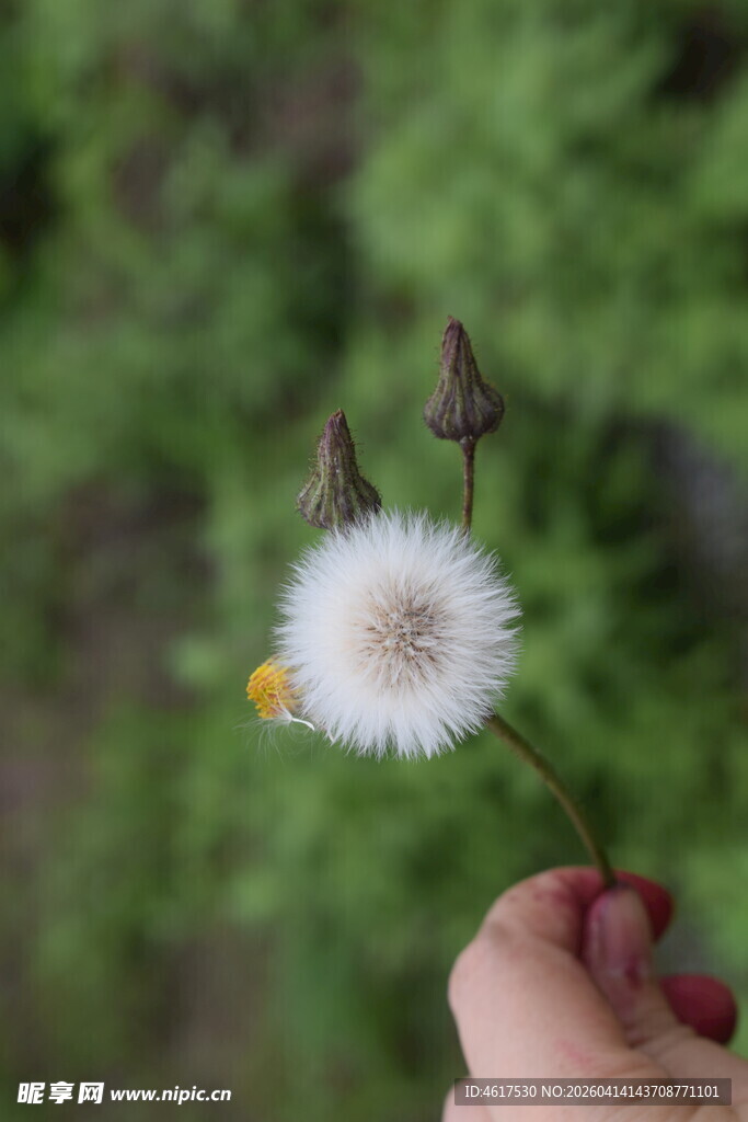 手托蒲公英绿意间的轻柔