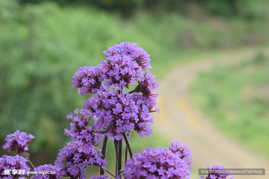 路边绽放的紫色美丽花朵