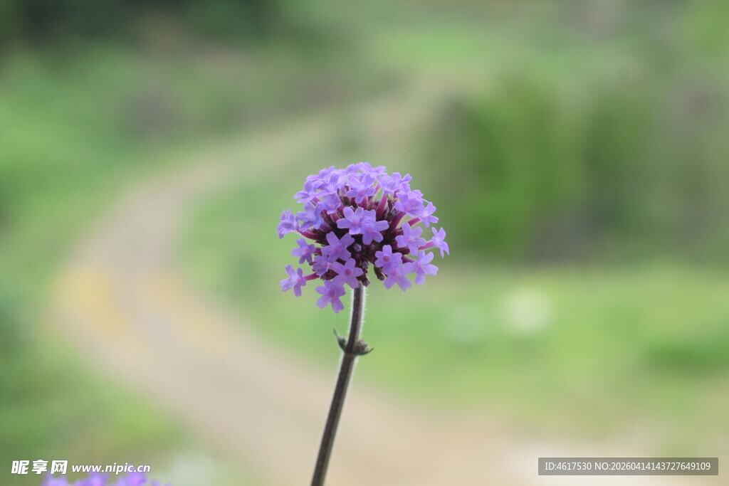 小径旁的紫色单株小花