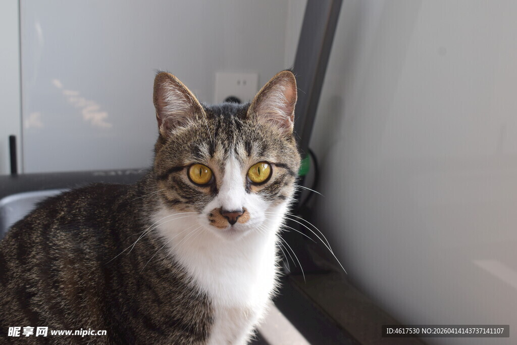 可爱猫咪凝视镜头