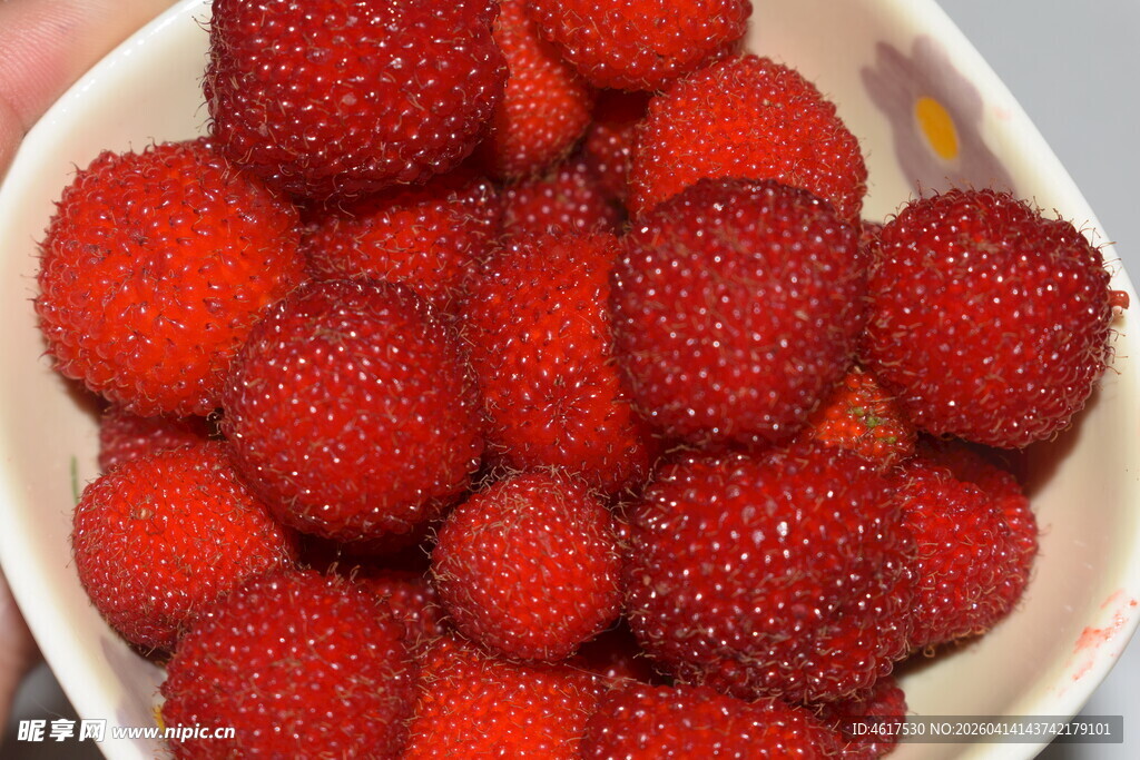 碗中鲜红饱满的新鲜野草莓