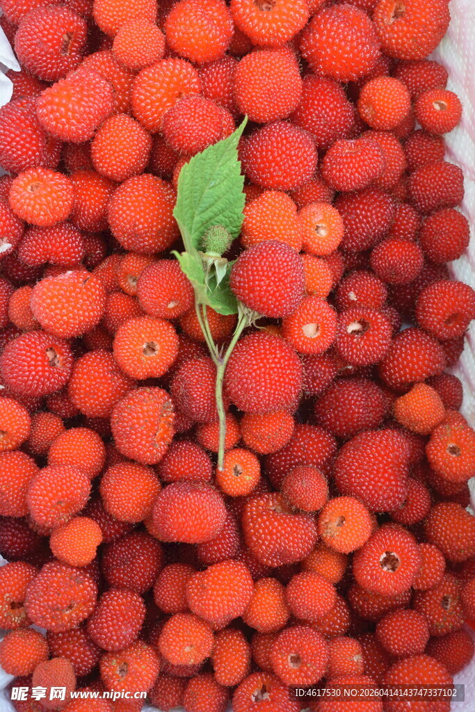 鲜红饱满的诱人红果