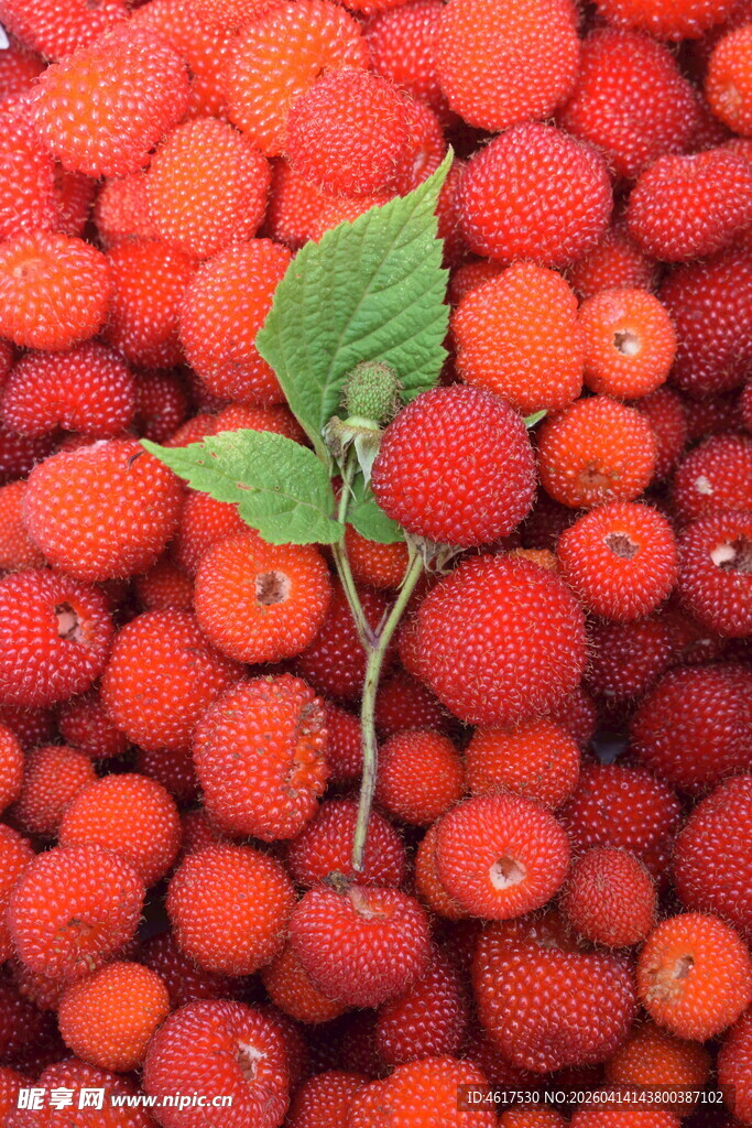 红树莓中独株绿叶突显