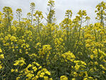 油菜花