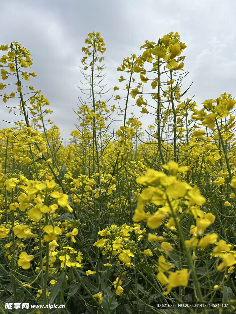 油菜花竖