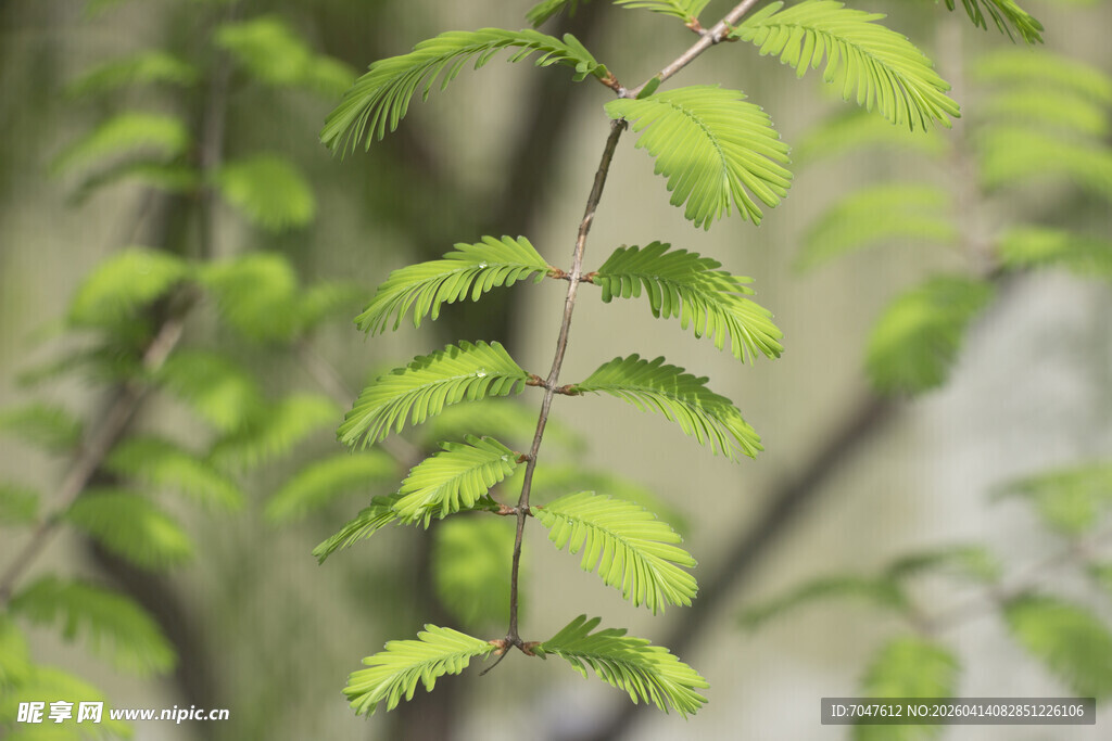 水杉新叶