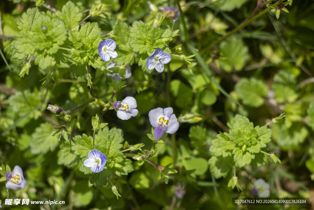 通泉草与阿拉伯婆婆纳