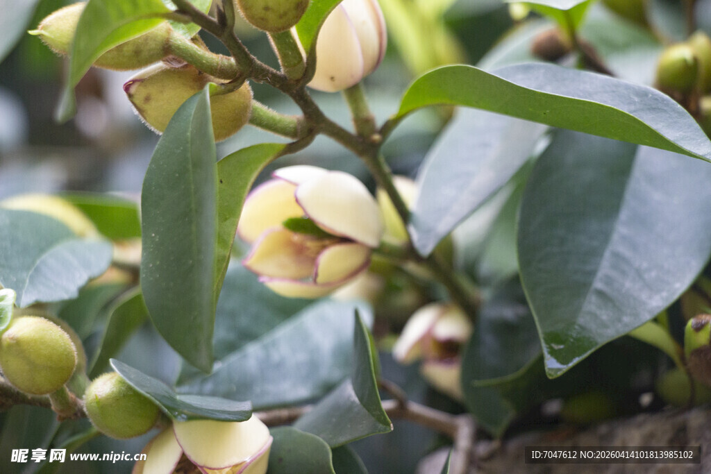 含笑花骨朵特写