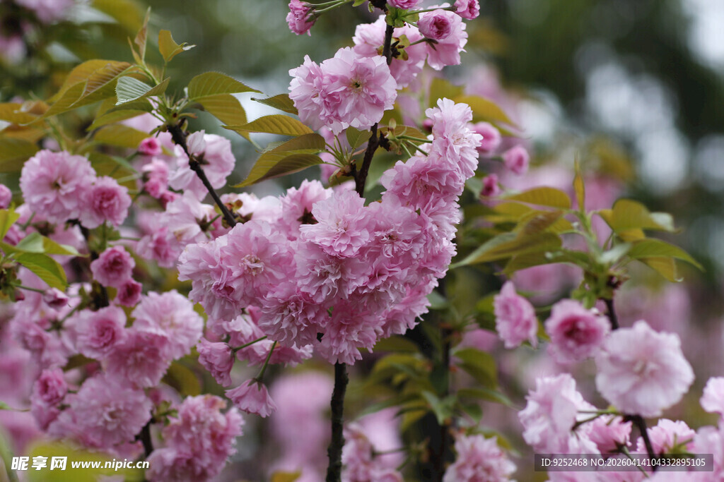 粉色花朵 繁花