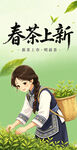 春茶采摘少女