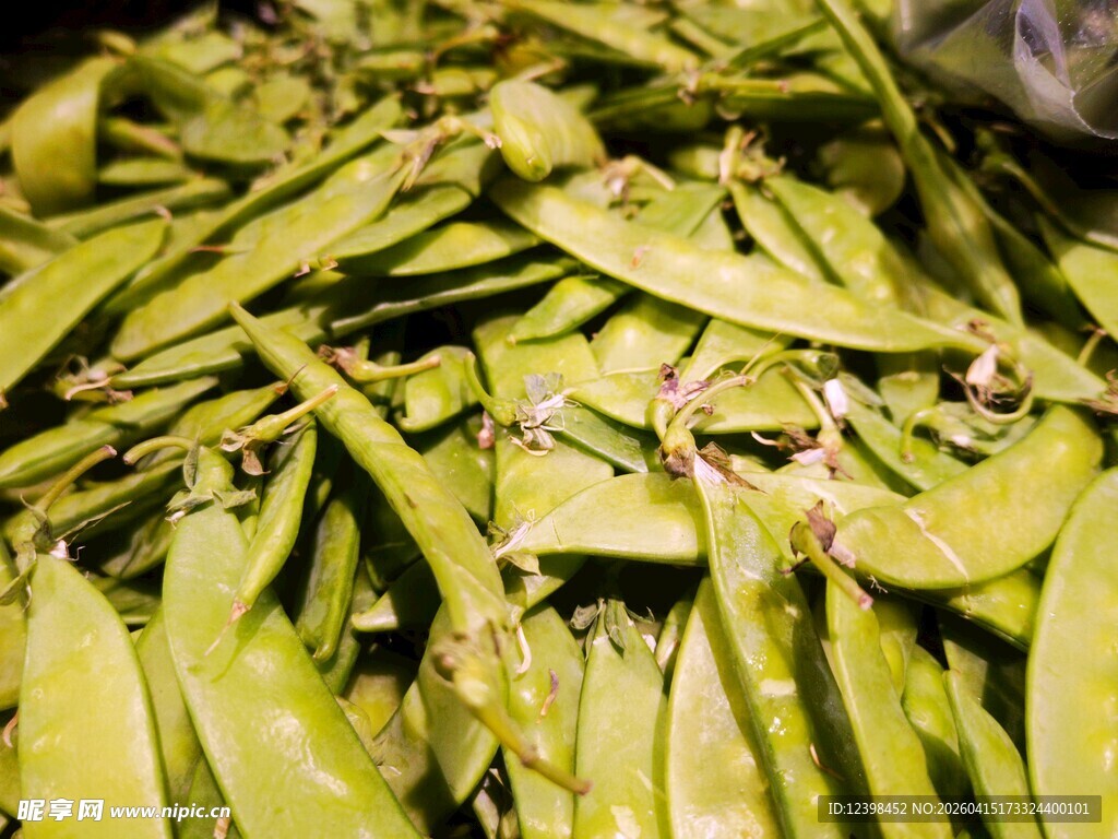 新鲜饱满的青豆荚