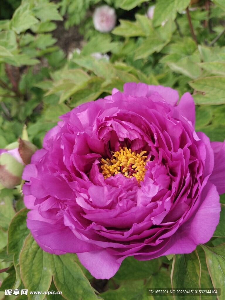 娇艳紫牡丹绽放