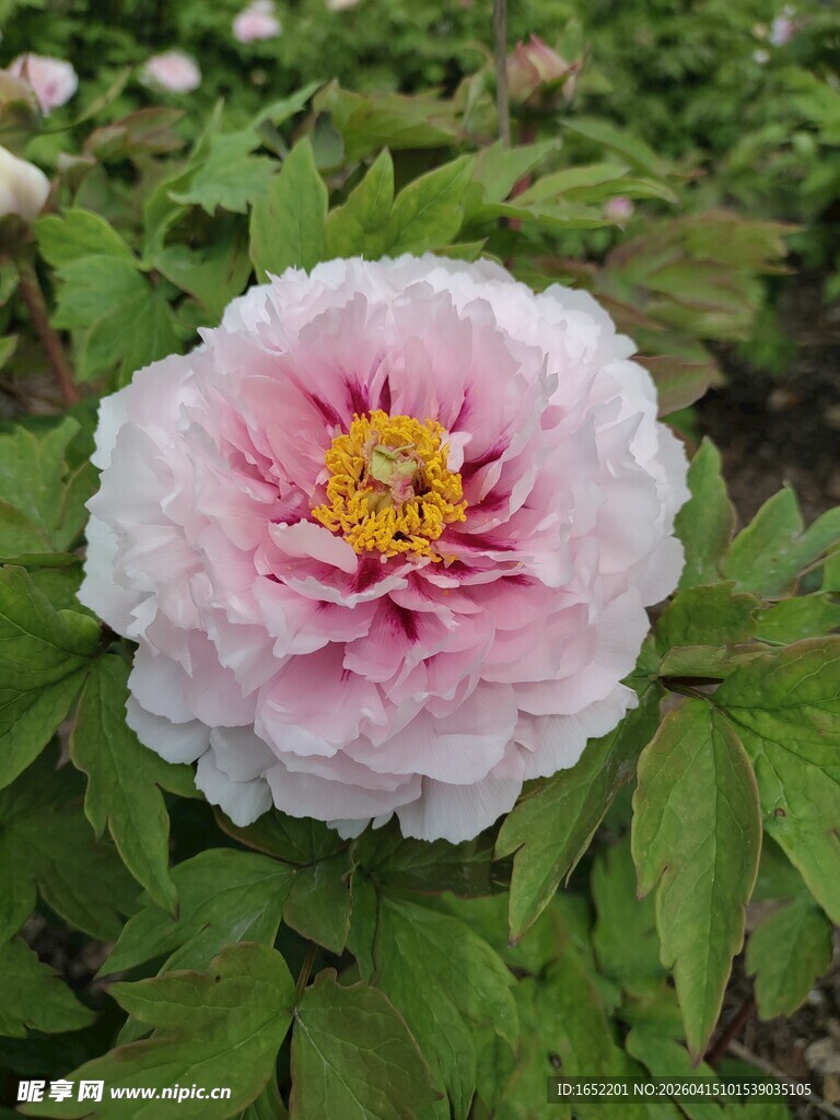 娇艳粉色牡丹花绽放