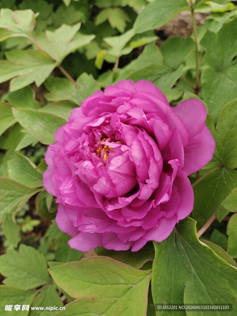 娇艳紫牡丹绽放绿叶间