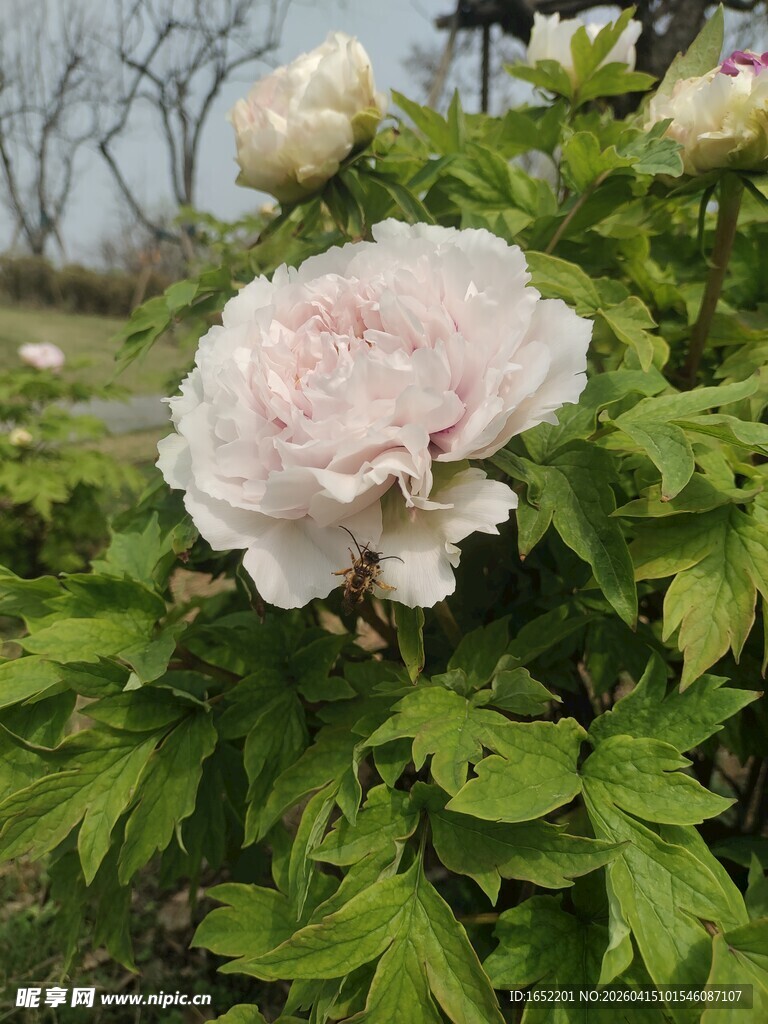 盛开的浅粉色牡丹花
