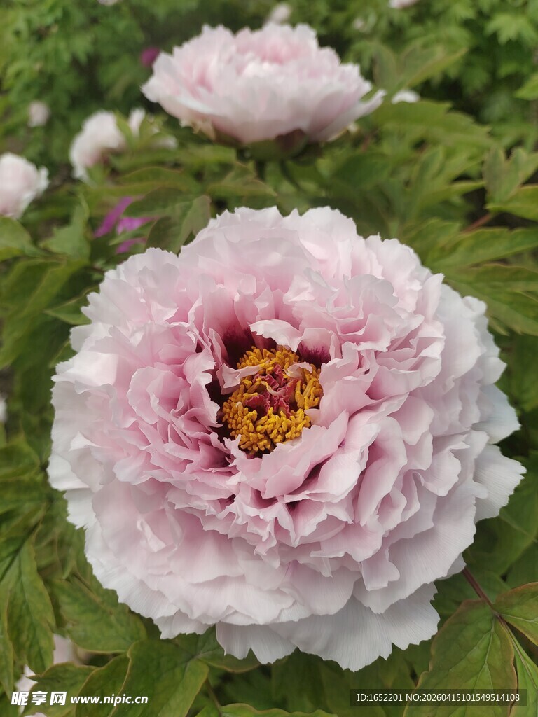 娇艳粉色牡丹花绽放