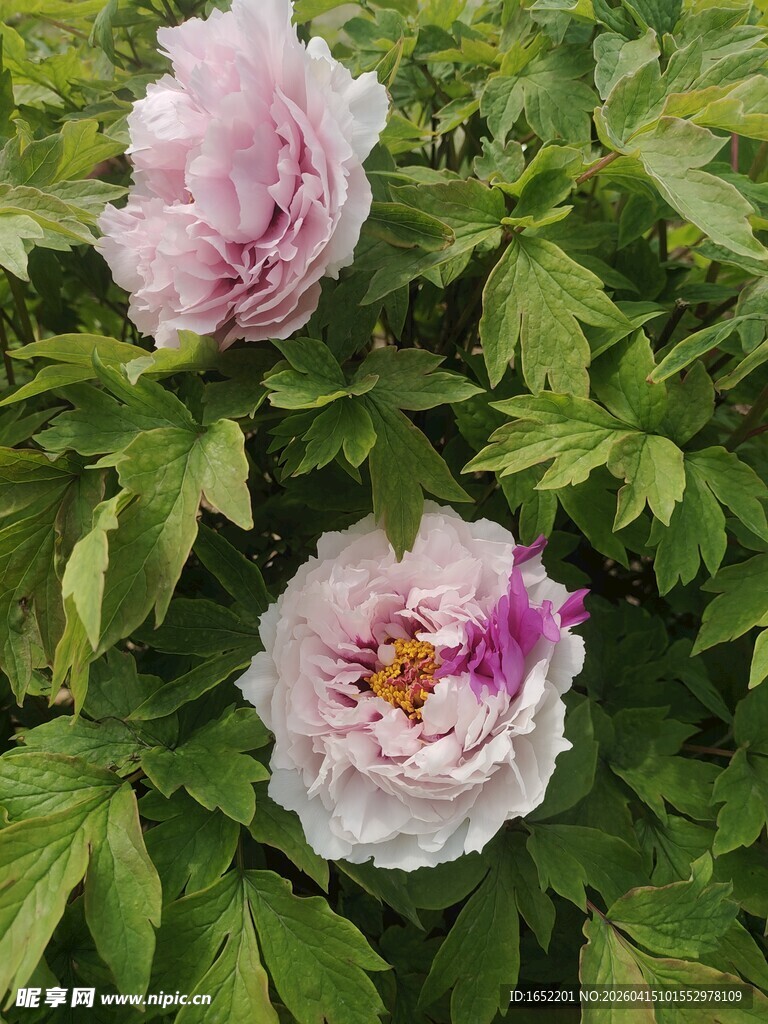 两朵娇艳盛开的粉色牡丹