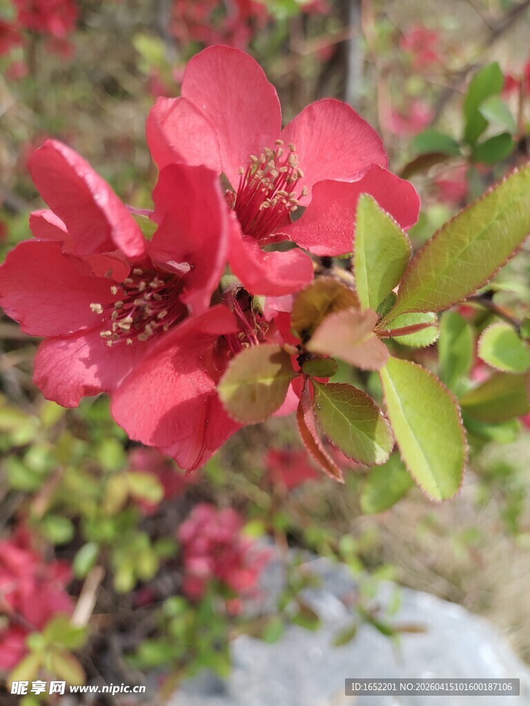 娇艳红海棠绽放枝头