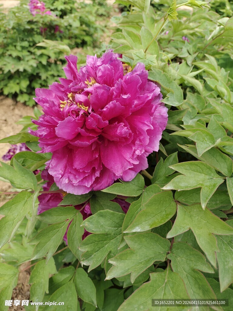 娇艳盛开的紫红色牡丹花